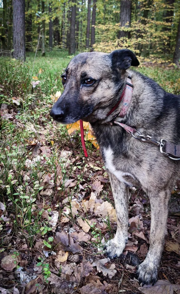 Pies do adopcji, Biała Podlaska, 5 sierpnia 2020 (5/5)