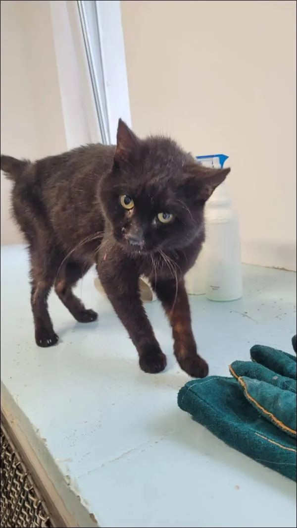 Znaleziono kota, Grudziądz, 22 maja 2025