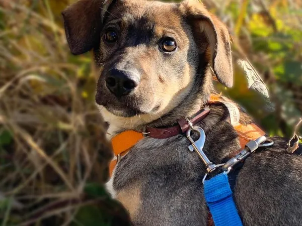 Pies do adopcji, Pawłowo, 23 maja 2025 (1/3)