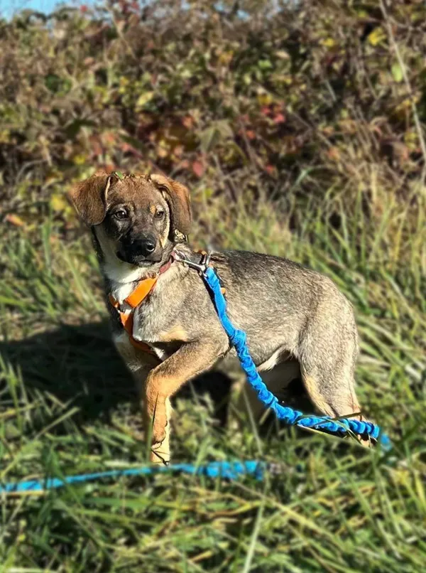 Pies do adopcji, Pawłowo, 23 maja 2025 (2/3)