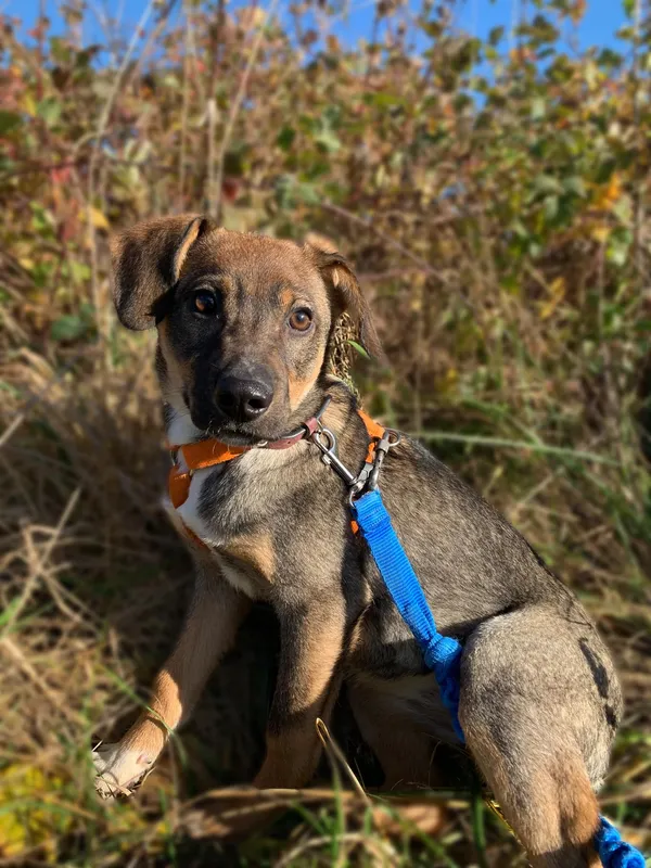 Pies do adopcji, Pawłowo, 23 maja 2025 (3/3)