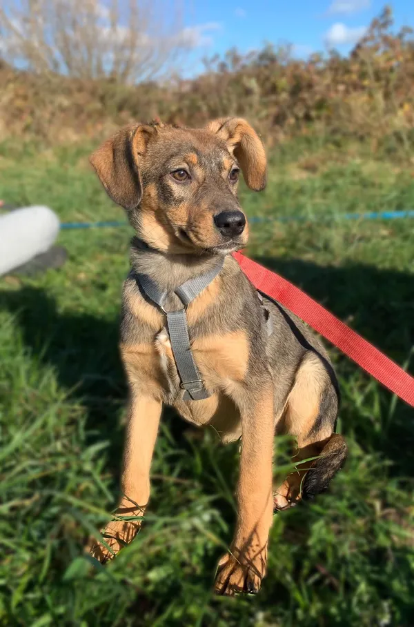 Pies do adopcji, Pawłowo, 23 maja 2025 (3/3)