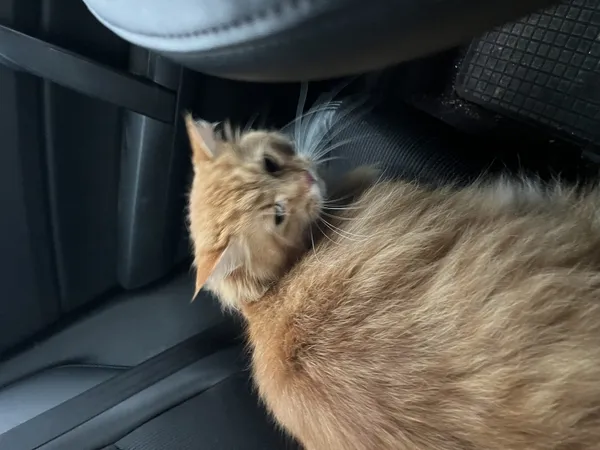 Znaleziono kota, Łódź, 22 maja 2025