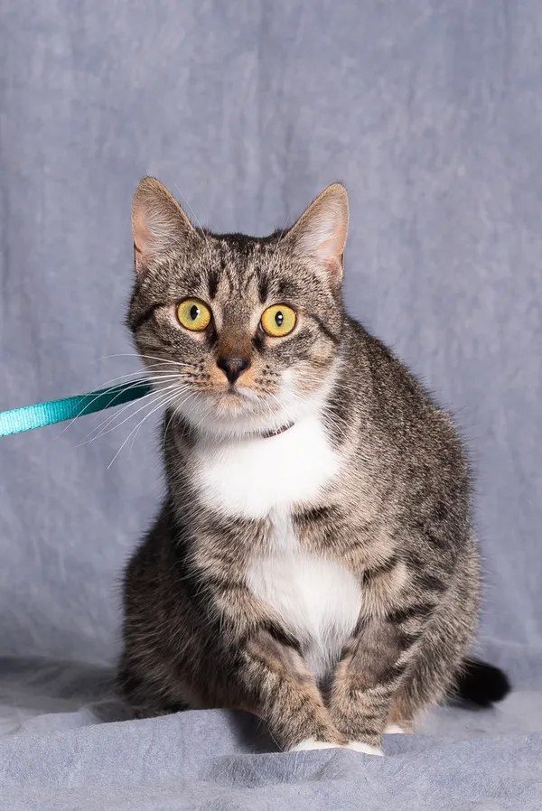 Kot do adopcji, Gdańsk, 16 kwietnia 2025