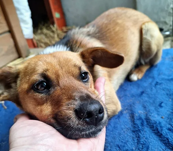 Pies do adopcji, Milanówek, 23 maja 2025 (2/5)