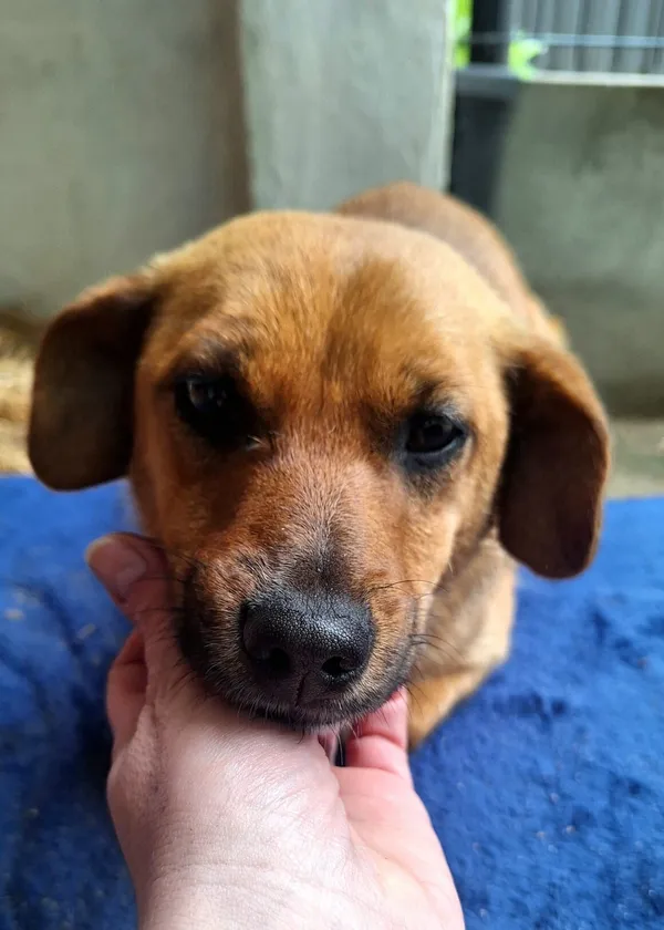 Pies do adopcji, Milanówek, 23 maja 2025 (3/5)