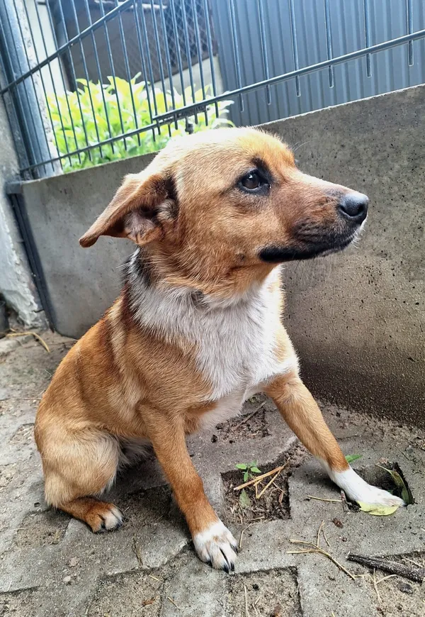 Pies do adopcji, Milanówek, 23 maja 2025 (4/5)