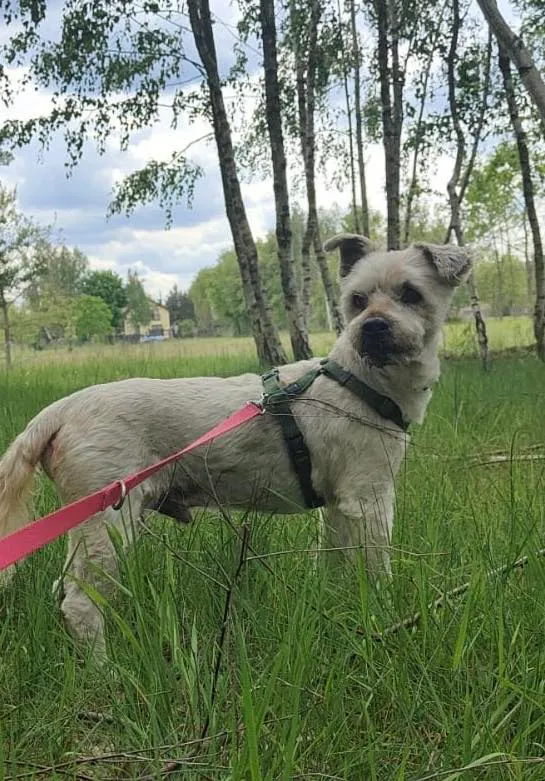 Pies do adopcji, Milanówek, 3 czerwca 2025 (1/5)