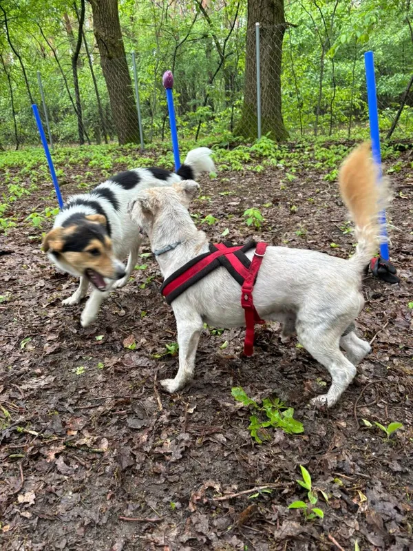 Pies do adopcji, Milanówek, 3 czerwca 2025 (3/5)