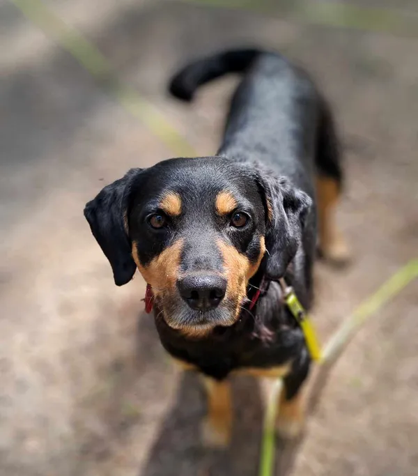 Pies do adopcji, Olsztyn, 1 maja 2025 (2/5)