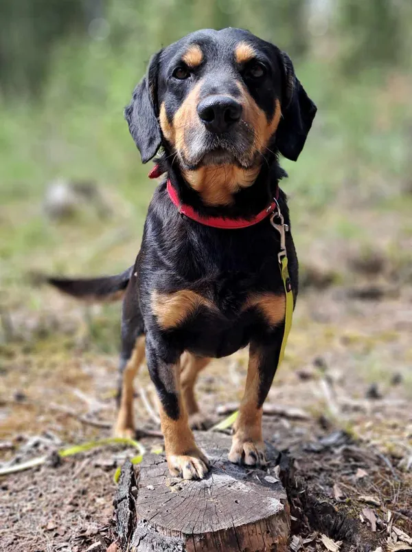 Pies do adopcji, Olsztyn, 1 maja 2025 (4/5)