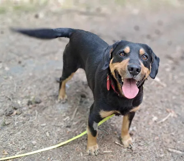 Pies do adopcji, Olsztyn, 1 maja 2025 (5/5)