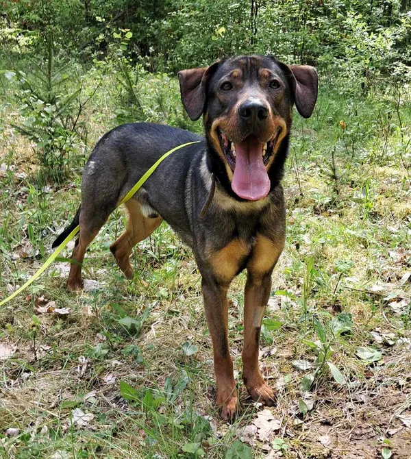 Pies do adopcji, Olsztyn, 30 kwietnia 2025 (4/5)