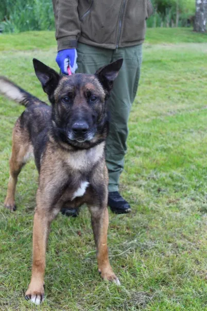 Pies do adopcji, Bełchatów, 2 kwietnia 2025 (1/3)