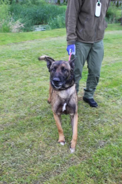 Pies do adopcji, Bełchatów, 2 kwietnia 2025 (3/3)