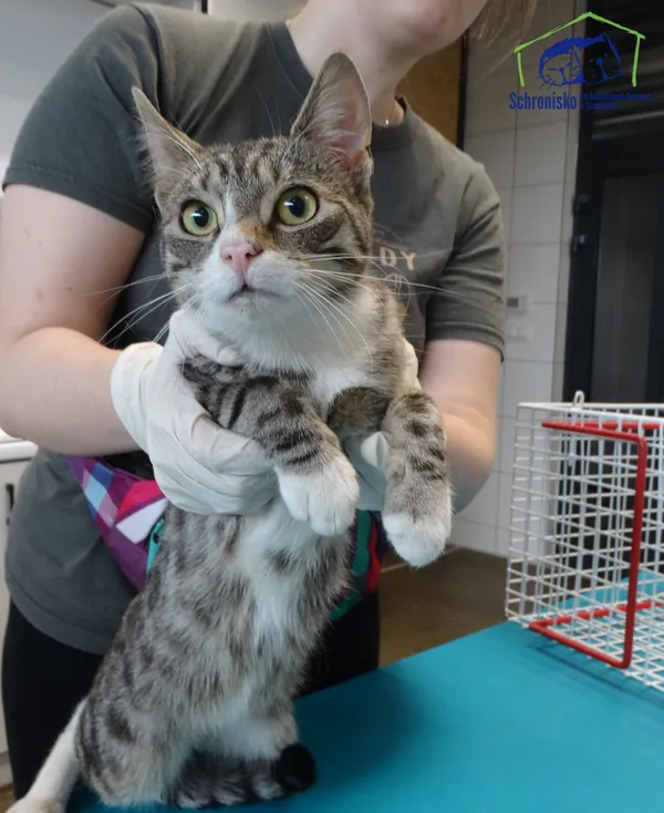 Znaleziono kota, Szczecin, 23 maja 2025