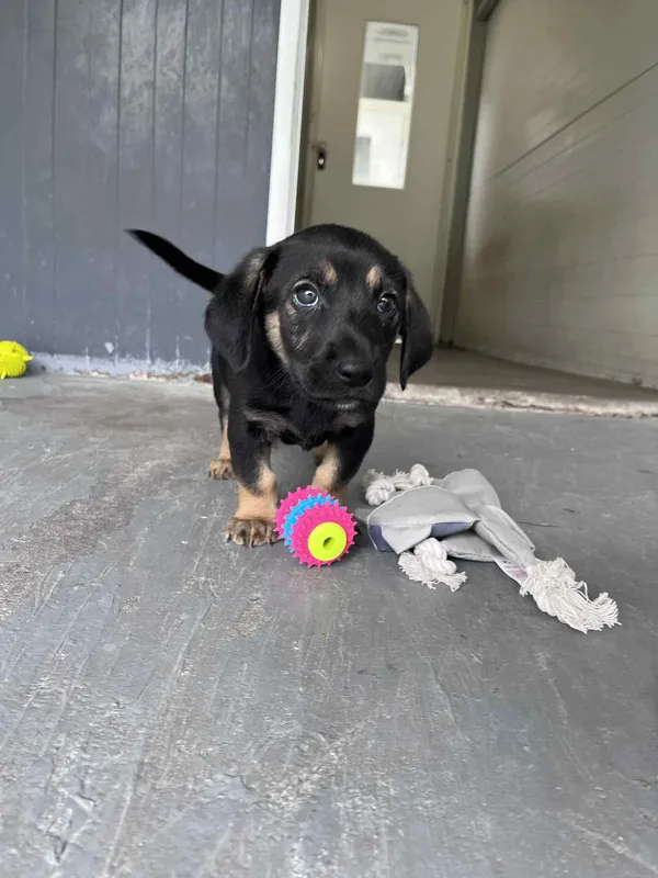 Pies do adopcji, Włocławek, 22 maja 2025 (4/5)