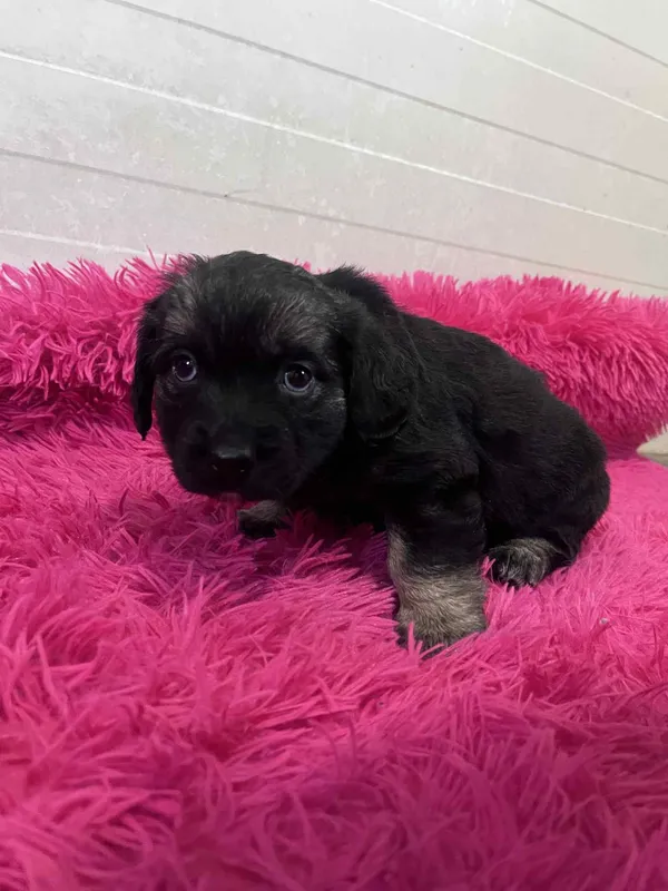 Pies do adopcji, Włocławek, 22 maja 2025 (5/5)