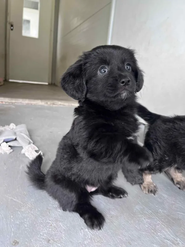 Pies do adopcji, Włocławek, 22 maja 2025 (1/5)