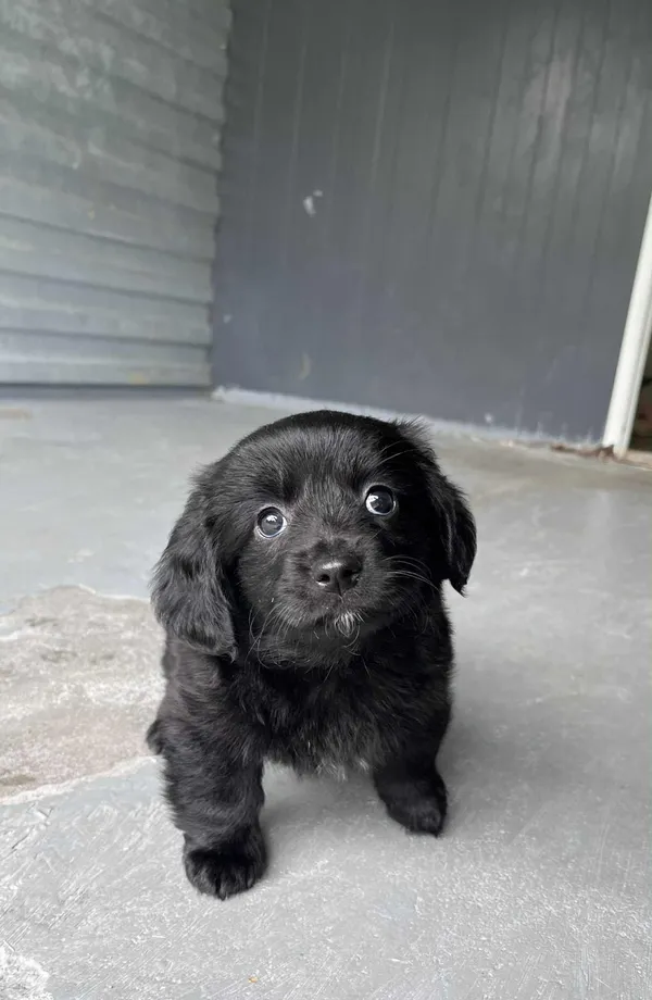 Pies do adopcji, Włocławek, 22 maja 2025 (2/5)