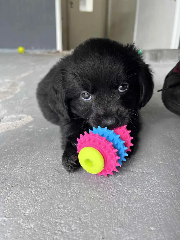 Pies do adopcji, Włocławek, 22 maja 2025 (5/5)