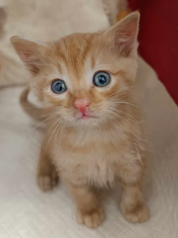 Kot do adopcji, Olsztyn, 21 maja 2025