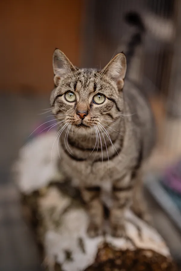 Kot do adopcji, Częstochowa, 28 grudnia 2024 (4/4)