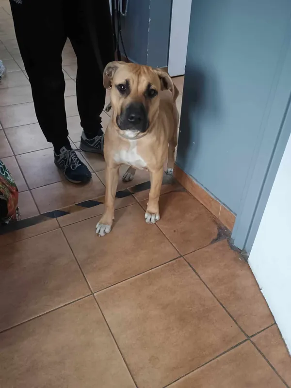 Znaleziono psa, Sosnowiec, 23 maja 2025