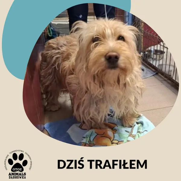 Znaleziono psa, Dąbrówka, 22 maja 2025