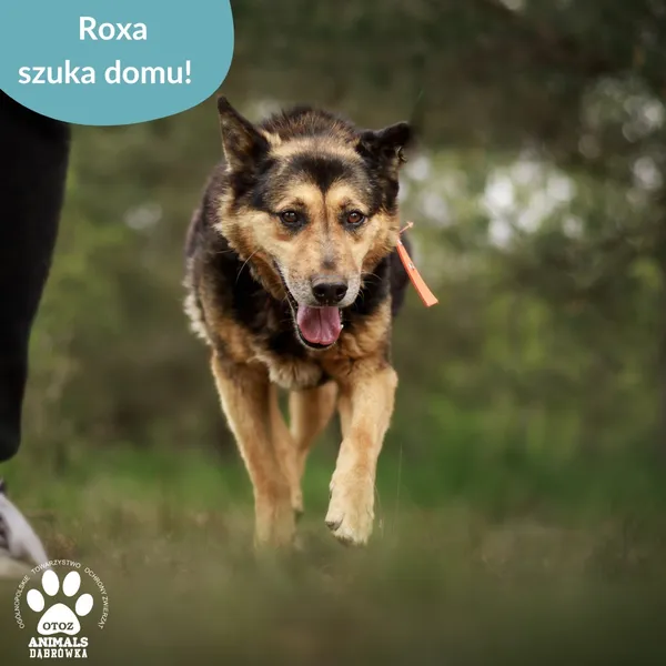 Pies do adopcji, Dąbrówka, 23 maja 2025 (5/5)