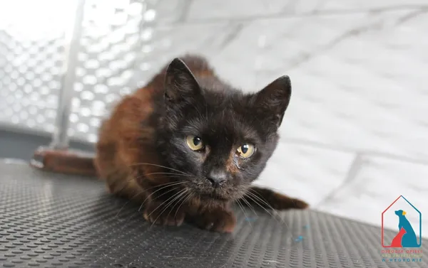 Kot do adopcji, Grudziądz, 22 maja 2025