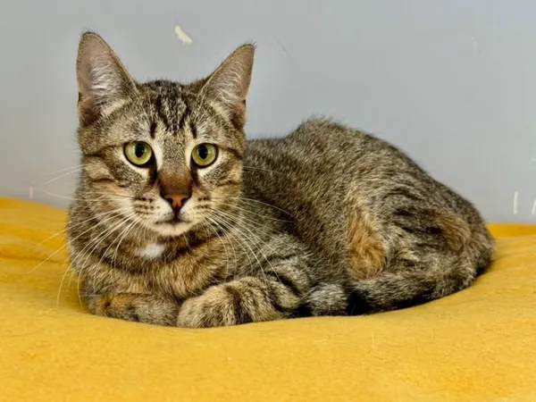 Kot do adopcji, Piła, 21 listopada 2024