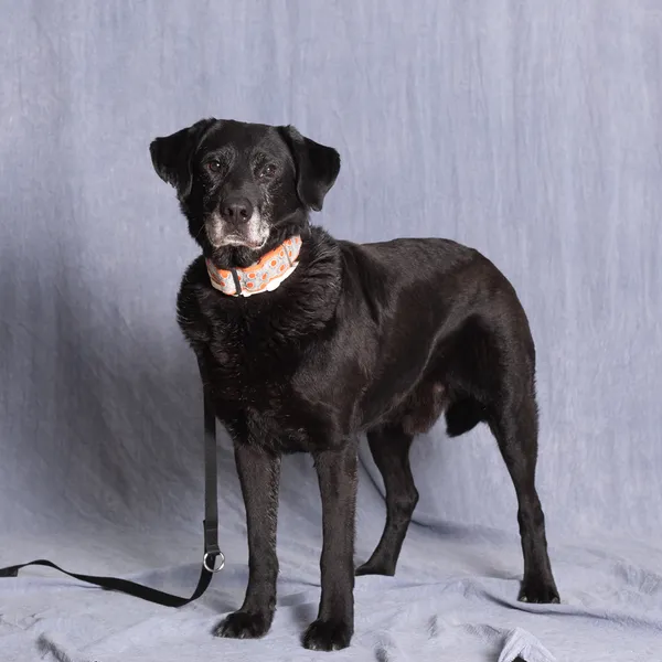 Pies do adopcji, Gdańsk, 8 maja 2025