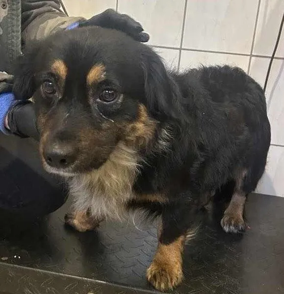 Pies do adopcji, Pawłowo, 23 maja 2025 (1/4)