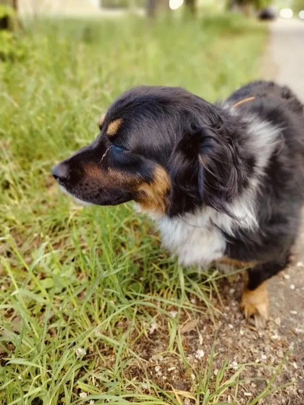 Pies do adopcji, Pawłowo, 23 maja 2025 (2/4)