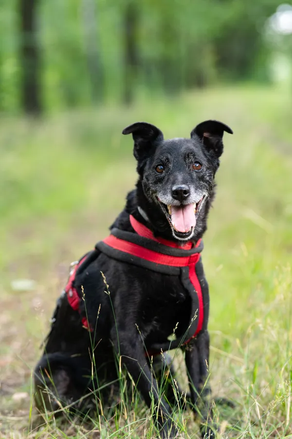 Pies do adopcji, Milanówek, 12 września 2025 (1/5)