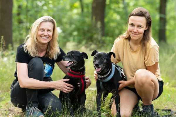 Pies do adopcji, Milanówek, 12 września 2025 (3/5)