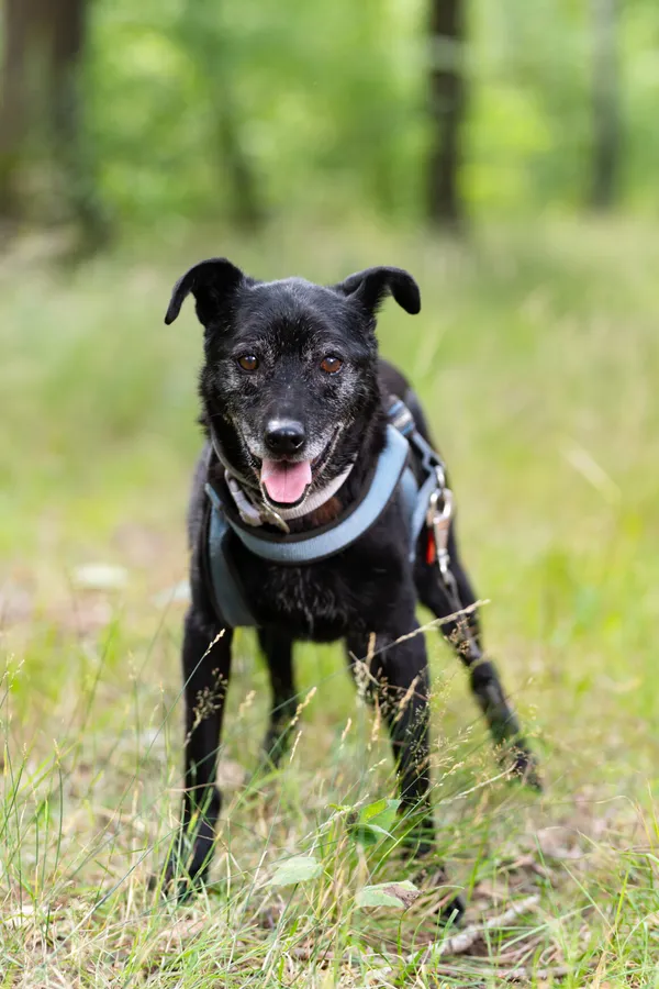 Pies do adopcji, Milanówek, 12 września 2025 (1/5)