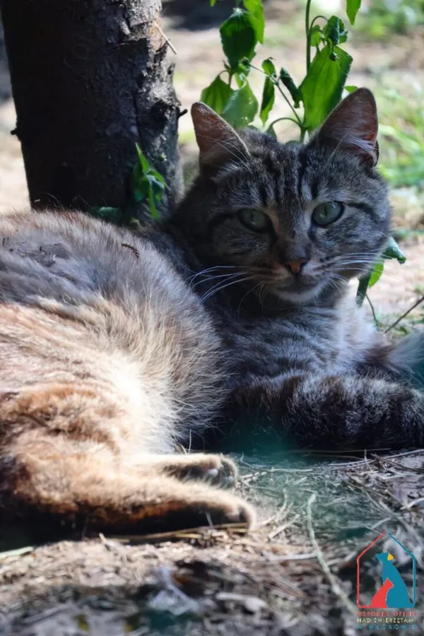 Kot do adopcji, Grudziądz, 8 maja 2025 (4/5)