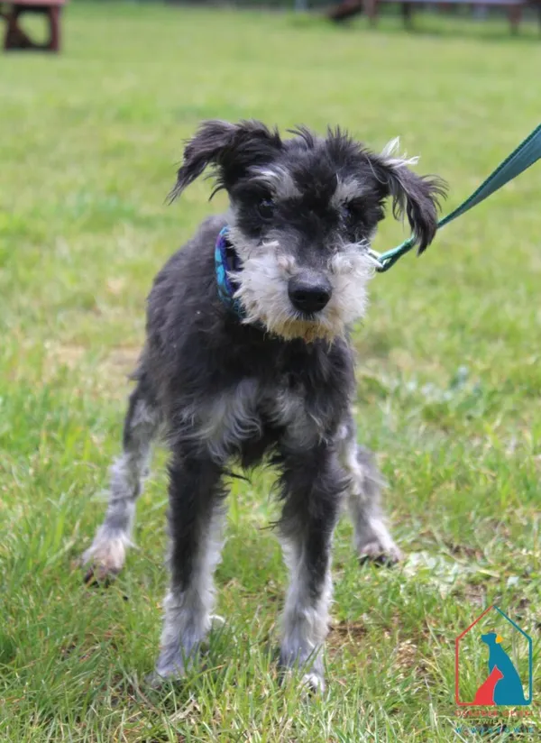 Pies do adopcji, Grudziądz, 21 maja 2025