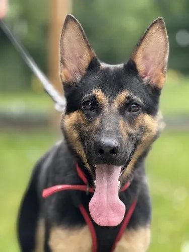 Pies do adopcji, Kraków, 9 maja 2025 (3/5)