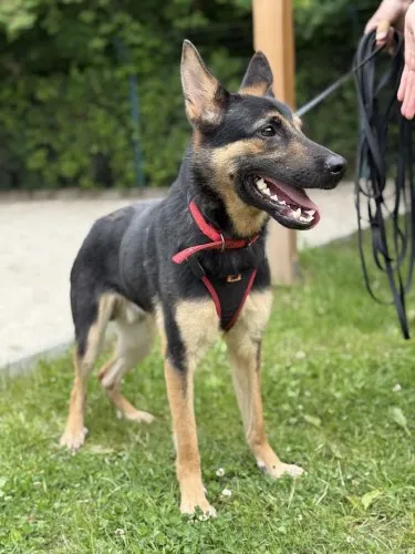 Pies do adopcji, Kraków, 9 maja 2025 (4/5)