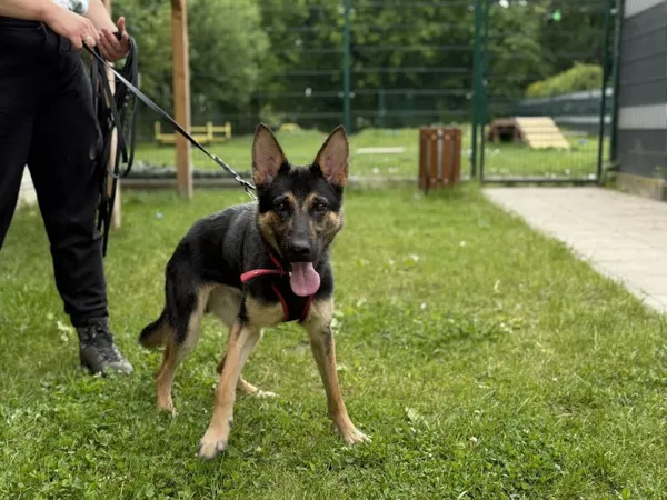 Pies do adopcji, Kraków, 9 maja 2025 (5/5)