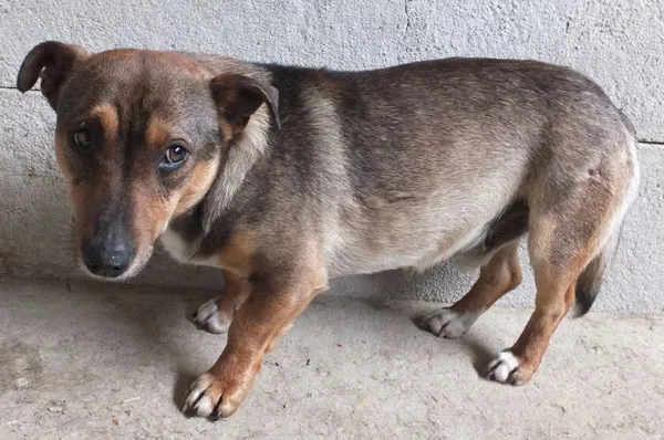 Znaleziono psa, Nowa Krępa, 21 maja 2025