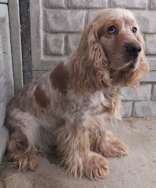 Znaleziono psa, Nowa Krępa, 19 maja 2025