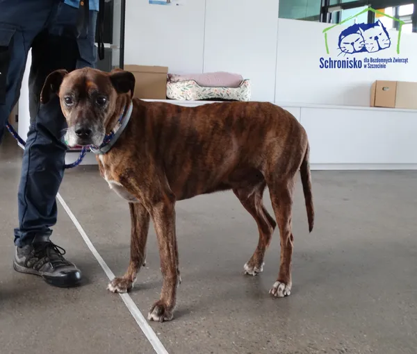 Znaleziono psa, Szczecin, 24 maja 2025