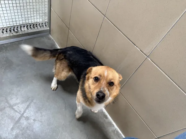 Pies do adopcji, Kraków, 10 maja 2025