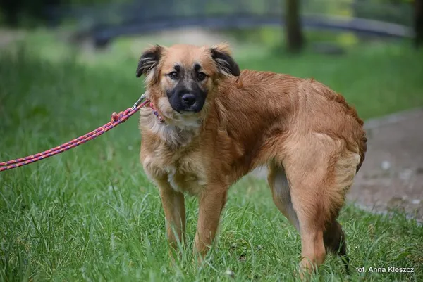 Znaleziono psa, Toruń, 30 kwietnia 2025