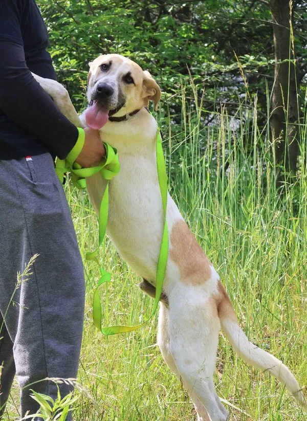 Znaleziono psa, Łódź, 25 maja 2025 (4/5)