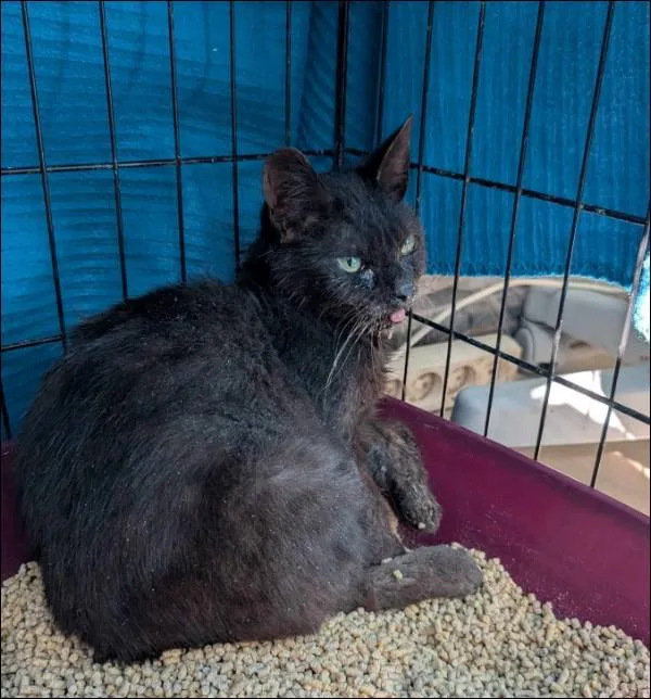 Znaleziono kota, Grudziądz, 25 maja 2025